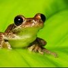 frog5373