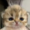 glitterrycat