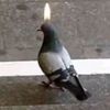 pigeonpersonlol