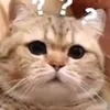 anphochangnuochupsting