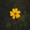myn0001000