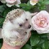 hedgehogmomo