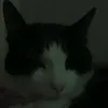 dyhoaa686sck