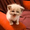 sweet_pumpkin7