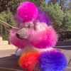 coastalpoodles