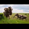it.is.elephant.001