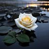 sams_2022