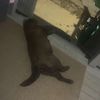hippydawg1