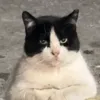 sosogozbo