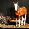 ruthhorselover