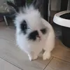 bestbunny002