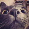 askencutepets