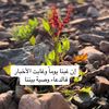 q_goradi