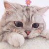 daintyoongs