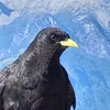 bokahendl