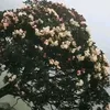 dyyboouwxmon