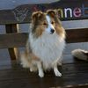 lady_agility_sheltie