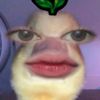 qafvgvrl