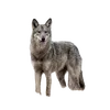 banan8960