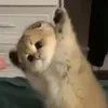 _.shntms