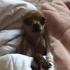 mundo_pet_dog