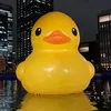 pisucolomama
