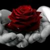 user4309814398559