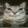 nals_kukuruza