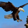 aguila3036