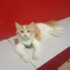 meisyarafa9