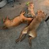 3.browndogs