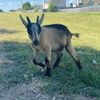 myanimal_babys