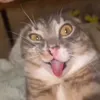 userqj1a3gpfk6