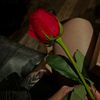 rosesaredread