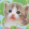 kittenlauncher2000