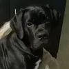 messi_cors