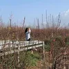 phuongdanghoc1