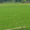 hinhuunguyen