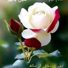 arshad94161