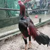 traihue1
