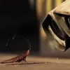 flittermoments