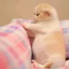 nurmoon2