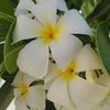 noonagarden1