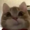 aicitelas