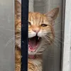 leoenergy4