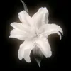 annazinhac_