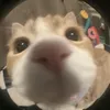 dnhat_cutii