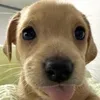 dminh_5