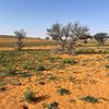 jarrah332
