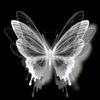 butterfly10.06_